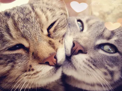 Котики обнимаются друг с другом ✌️💕…» — создано в Шедевруме