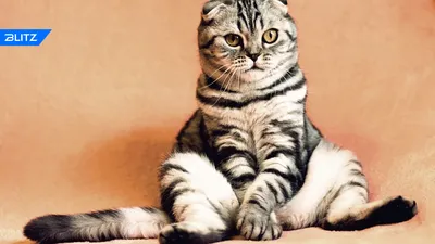 Коты, домовые, инопланетяне: самые невероятные мифы и приметы о кошках