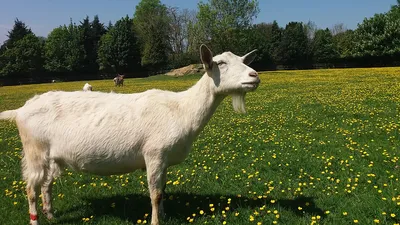 Зааненская коза — Википедия
