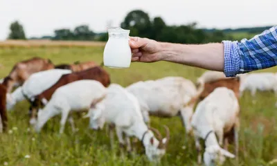 Молоко козье (0,5 литра)