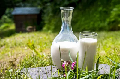 Козье молоко купить в Москве у фермеров цена с доставкой