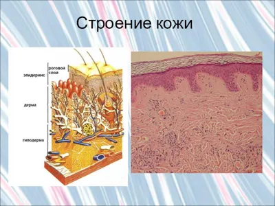 Текстура кожи человека, крупным планом :: Стоковая фотография :: Pixel-Shot  Studio