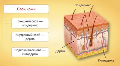 Кожа человека и микроорганизмы