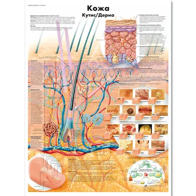 Медицинский плакат "Кожа человека" - 1002253 - VR6283L - ZVR6283L - Pele -  3B Scientific