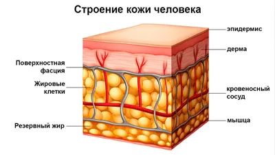 Основные типы кожи человека: характеристика и все, что нужно об этом знать