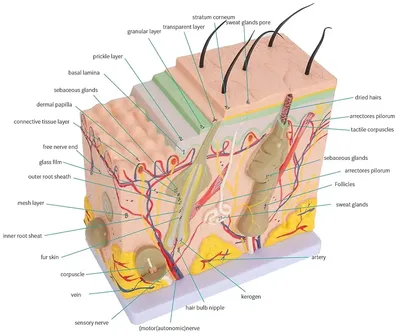 Модель "Строение кожи человека" (ID#1002825753), цена: 3200 ₴, купить на  