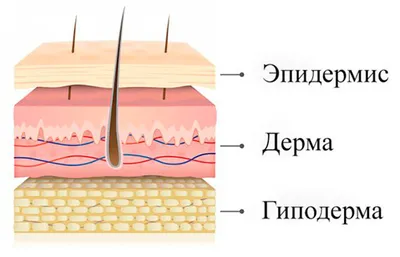 Кожа человека и микроорганизмы