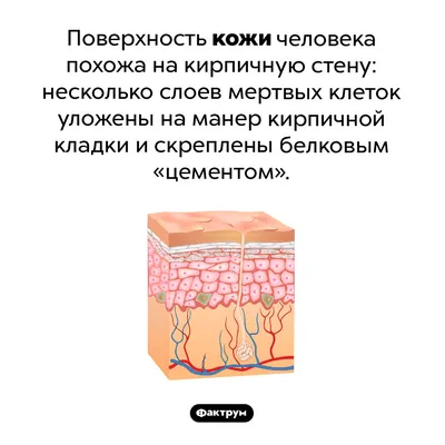 Сколько кожи сбрасывает человек за годы своей жизни? Удивительные факты о  самом крупном органе нашего тела | Сундучок любопытных фактов | Дзен