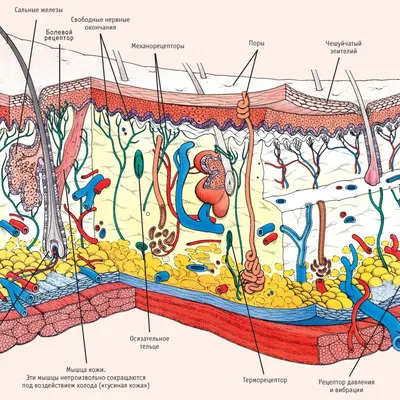 Строение кожи, основы понимания взаимодействия кожи с остальными органами  человека - Косметологическая клиника Инжениум