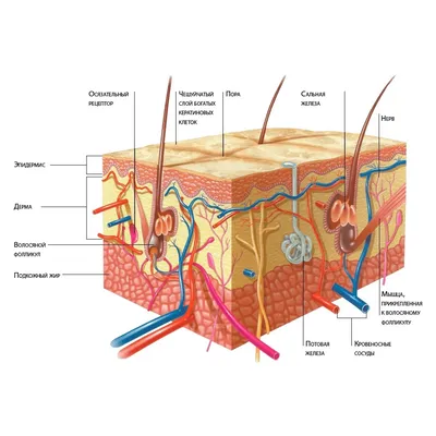 Строение кожи: из чего состоит кожа, функции и свойства кожи, ее основные  типы | Косметология и эстетическая медицина | Дзен