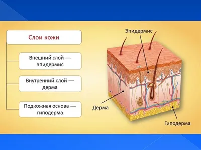 Кожа самый большой орган человека. Строение и функции кожи