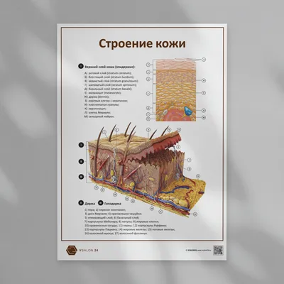 Сравнительная морфология кожи человека и лабораторных животных (краткое  сообщение) | Лабораторные животные для научных исследований