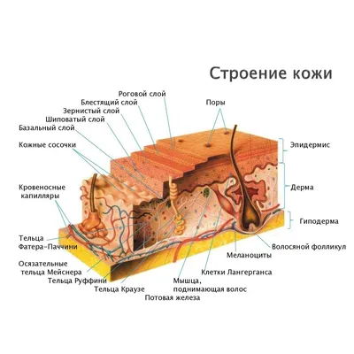 Каталог 4D Модель кожи человека от магазина ЭпилСити