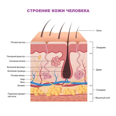 Модель кожи из 3 частей - 3B Smart Anatomy - 1000294 - J16 - Модели кожи  человека - 3B Scientific