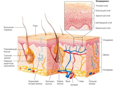 Кожа человека под микроскопом фото описание