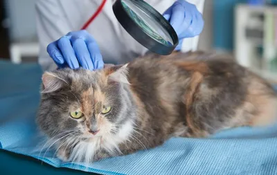 Кожные инфекции у кошек - Кожа вашей кошки - Дуксо S3 RU