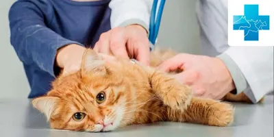Кожные заболевания у кошек: описание заболеваний и лечение - Кошки обзор на  Gomeovet