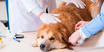 Лечение кожных болезней у Вашей собаки в ветеринарной клинике Добрый Доктор  в Москве