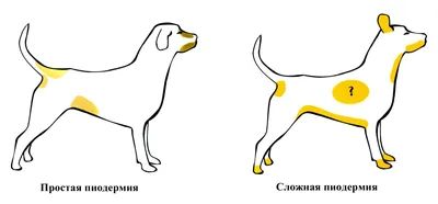 Лишай у собаки: причины, симптомы, диагностика, фото и лечение