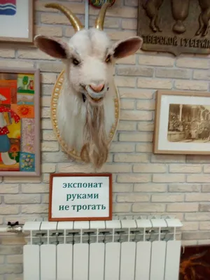 Музей Козла, Тверь - «Тверской козел - звучит гордо и почетно 🐐 А всем  Козловым вход в музей совершенно бесплатно 🐐 У кого есть ненужные козлы?»  | отзывы