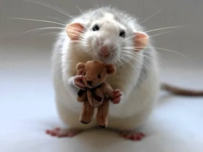 Красивая крыса» — создано в Шедевруме