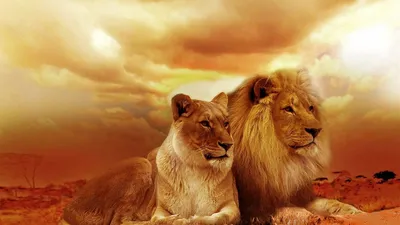 2 красивых льва смотрят прямо вперед, картинки африканских львов фон  картинки и Фото для бесплатной загрузки
