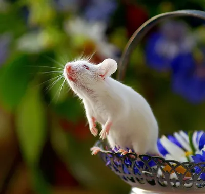 Маленькая, красивая мышка в чашке» — создано в Шедевруме