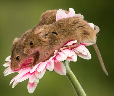 Мультяшная мышка, очень милая …» — создано в Шедевруме