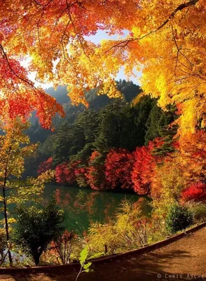 Картина маслом "Красивая осень" — В интерьер