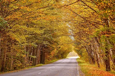 Осень Природа Посмотреть - Бесплатное фото на Pixabay - Pixabay