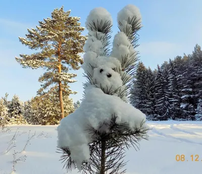 зима дерево, снег природа, красивая зима, зима, природа зима