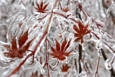 Картинки вечер, природа, зима, горы, лес, озеро, ель, новый год, красиво -  обои 1280x1024, картинка №119894