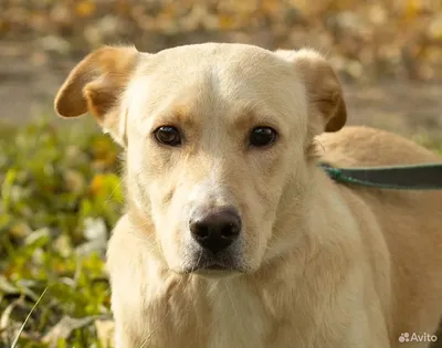 Красивая собачка Зефирка, 1 год, стерилизвована купить на Зозу.ру