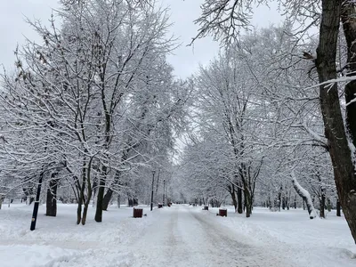 зима дерево, снег природа, красивая зима, зима, природа зима