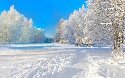 Фото Красивая зимняя природа, деревья около воды