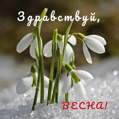 С первым днем весны поздравления - картинки, открытки смс - какой праздник  1 марта | 