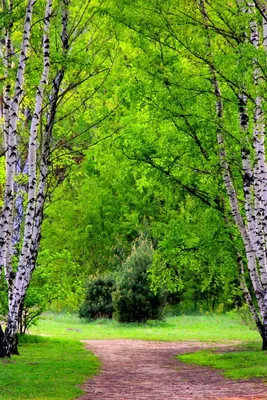 красивые обои природы, природа весенние картинки, весна, естественный фон  картинки и Фото для бесплатной загрузки