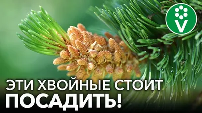 Картинка на рабочий стол горы, красивые обои для рабочего стола, места,  леса, full hd wallpapers 2560x1440, трава, природа, вид, деревья, пейзажи  1280 x 720