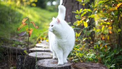 ЛУЧШИЕ МНОГОЛЕТНИЕ ЦВЕТЫ, КОТОРЫЕ ПОРАДУЮТ УЖЕ В ГОД ПОСЕВА