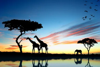 Картинки красивые природы африки (69 фото) » Картинки и статусы про  окружающий мир вокруг