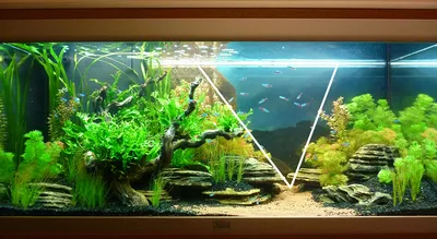 САМЫЕ КРАСИВЫЕ АКВАРИУМЫ. АКВАСКЕЙП (часть2). The most beautiful aquariums.  Aquascape - YouTube