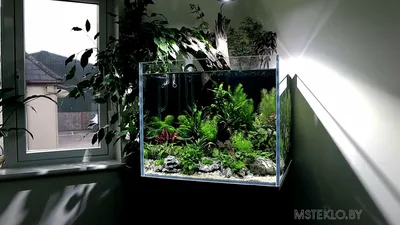 Природный аквариум. Красивые аквариумы травники