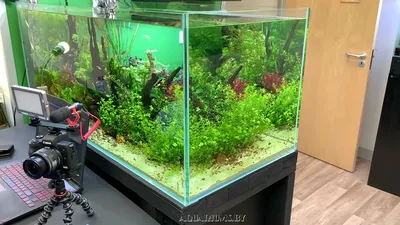 Маленькие аквариумы : Фото : Aquafanat: аквариум и аквариумистика, форум  аквариумистов и аквариумные рыбки