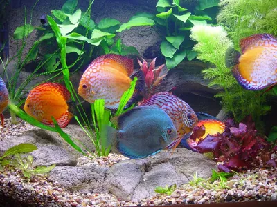Красивый аквариум – изюминка интерьера · Дом и Офис