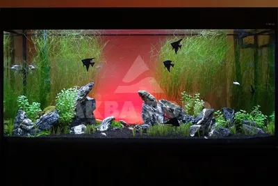 Аквариумный дизайн: как красиво оформить аквариум, идеи декора, где  поставить аквариум
