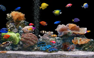 Смена экспозиции аквариумов в шоу-руме Biorb