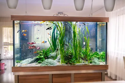 Где посмотреть красивые аквариумы в Москве