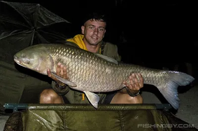 Белый Амур 10-13 см - незаменимая рыба для Вашего водоёма, чистит пруд от  твердой растительности — Интернет-магазин — АкваЛайн