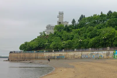 Белый Амур 18-20 см - незаменимая рыба для Вашего водоёма, чистит пруд от  твердой растительности — Интернет-магазин — АкваЛайн