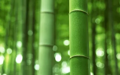 Стебли бамбука - Красивые картинки обоев для рабочего стола